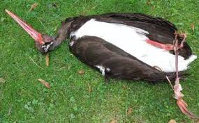 von einer Windkraftanlage erschlagener Schwarzstorch
